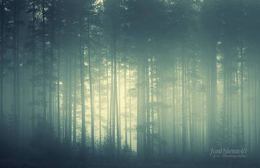 Foggy Forest