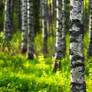 Birch Forest III