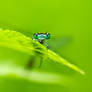 Variable Damselfly