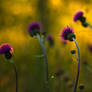 Cirsium helenioides