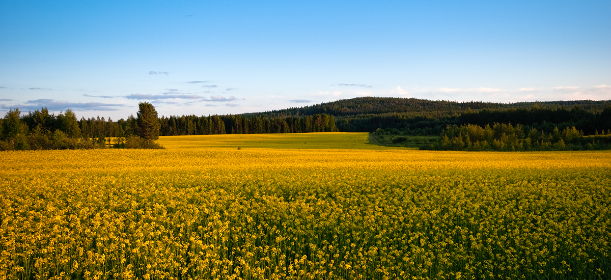 Yellow Fields