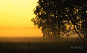 Foggy Summer Evening