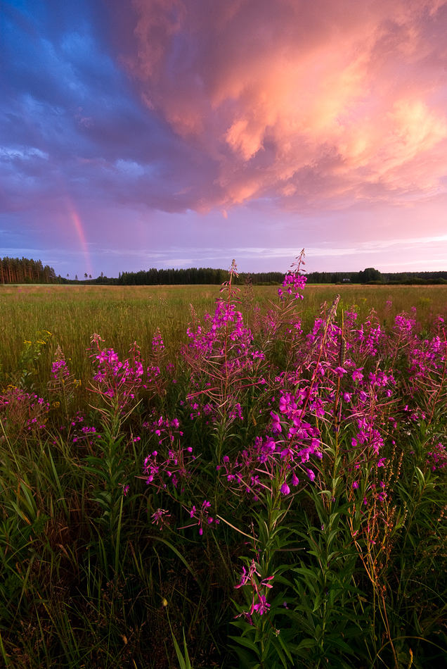 Among The Fireweeds