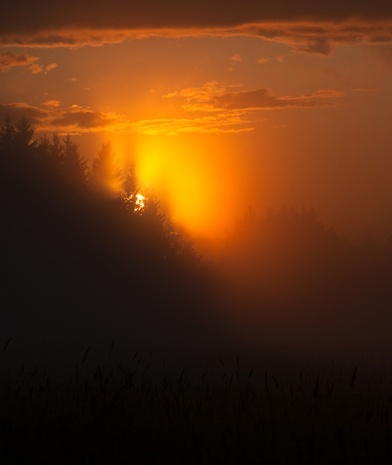 Glow Of The Forest