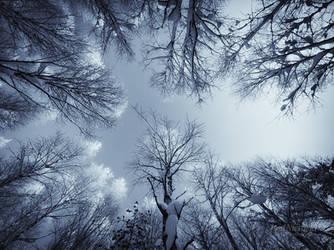 In The Snowy Birch Forest