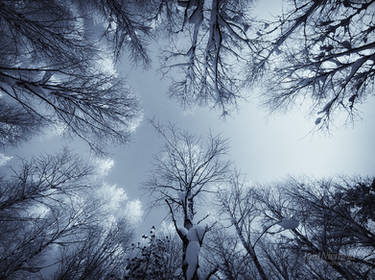 In The Snowy Birch Forest