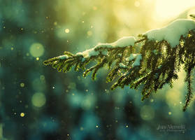 Pine Needles In The Snowfall