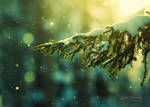 Pine Needles In The Snowfall by JoniNiemela