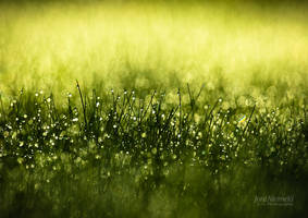 Morning Dew II