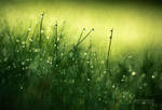 Morning Dew III by JoniNiemela