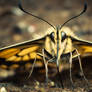 Papilio machaon