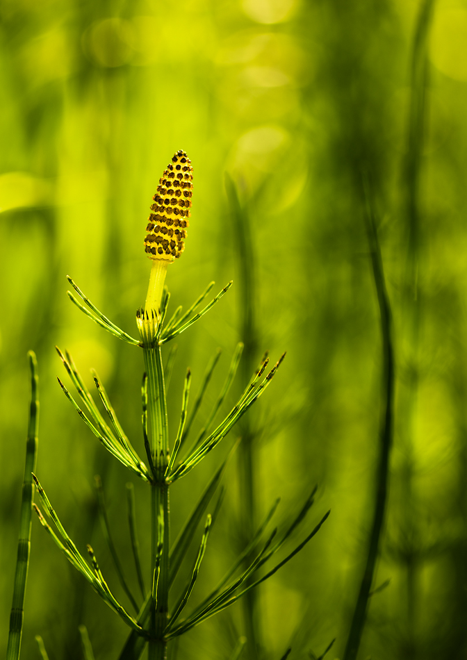 Equisetum fluviatile