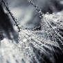 Dandelion Dew - BW