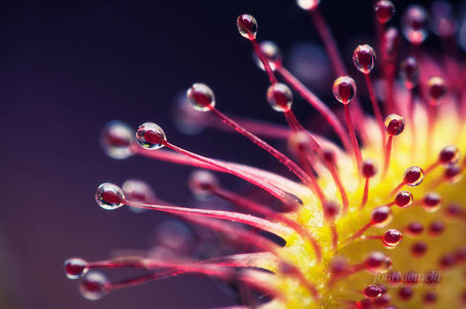 Sweet Sundew