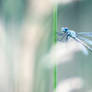 White-legged Damselfly