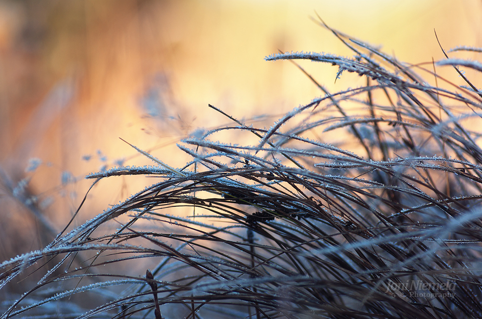 Morning Frost