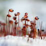 Frozen Spongariums