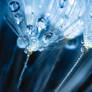 Drops On A Dandelion Seeds