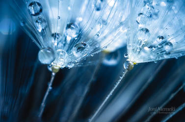 Drops On A Dandelion Seeds by JoniNiemela