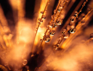 Tiny Droplets by JoniNiemela