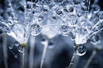 Tiny Droplets II by JoniNiemela