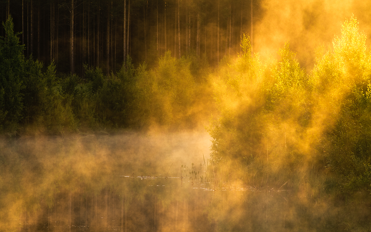 Fog Over A Pond