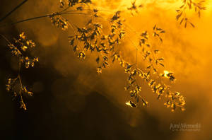 Golden Light by JoniNiemela
