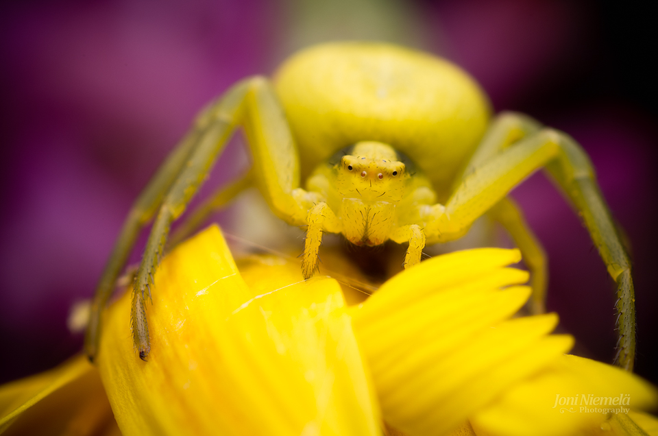 Yellow And Purple