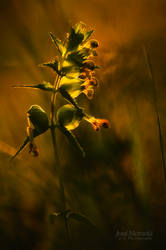 Yellow Rattle