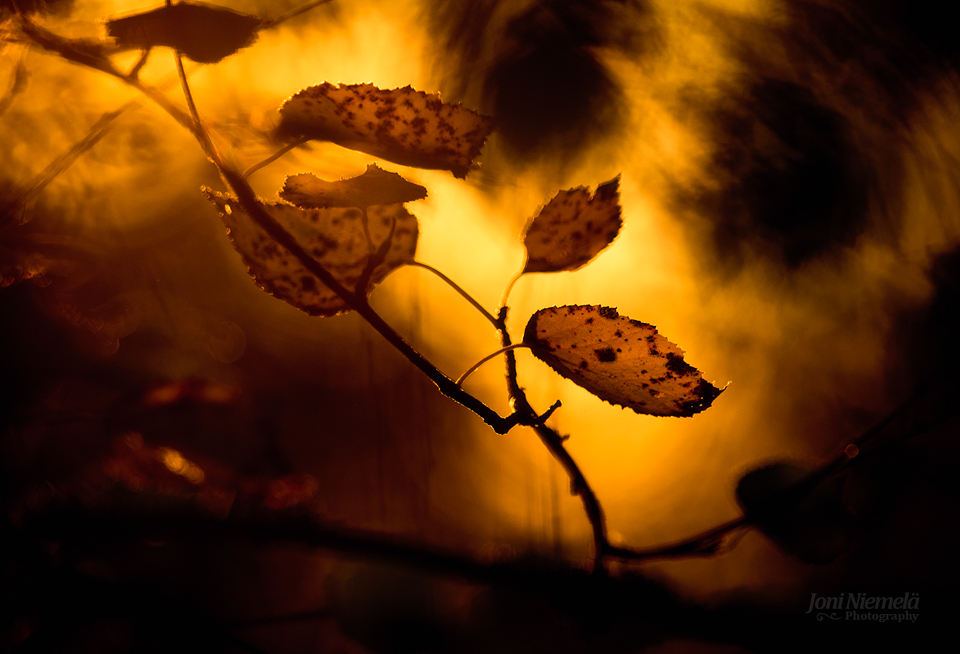 Yellow Birch Leafs