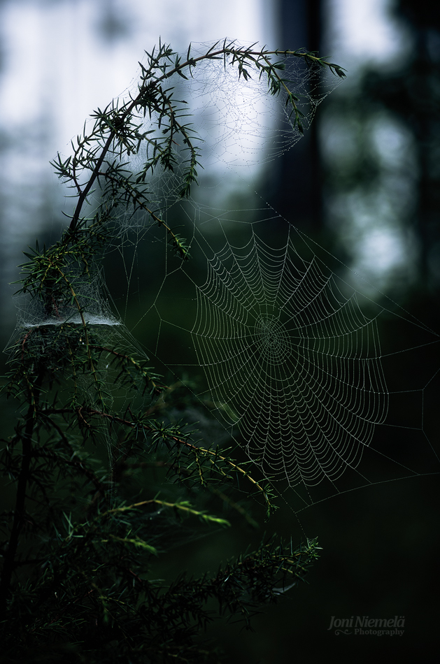 Web-Covered Juniper