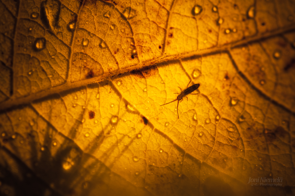 On The Yellow Leaf