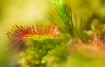 Land Of Drosera by JoniNiemela