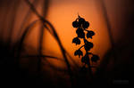 Pyrola media by JoniNiemela