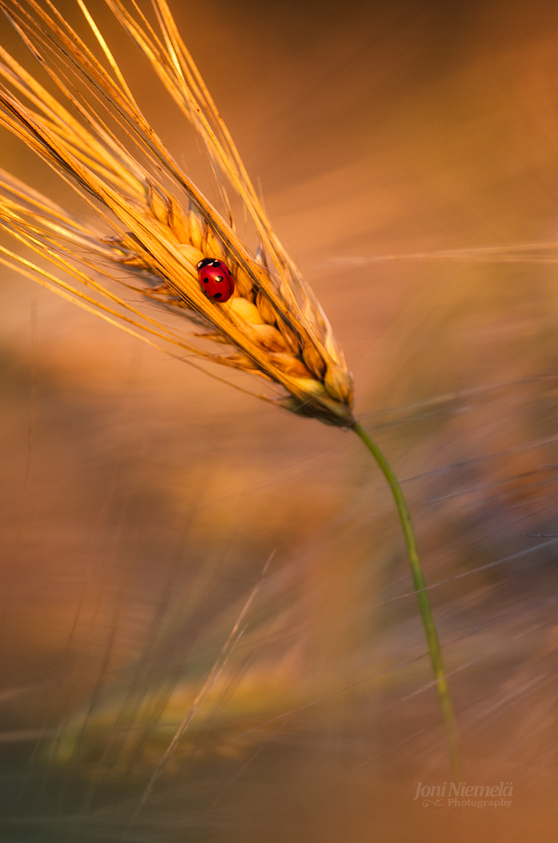 Ladybug in the evening light