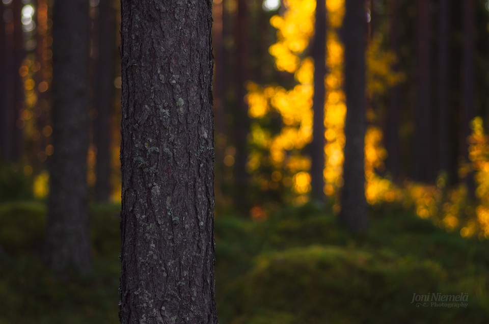 Autumn Forest