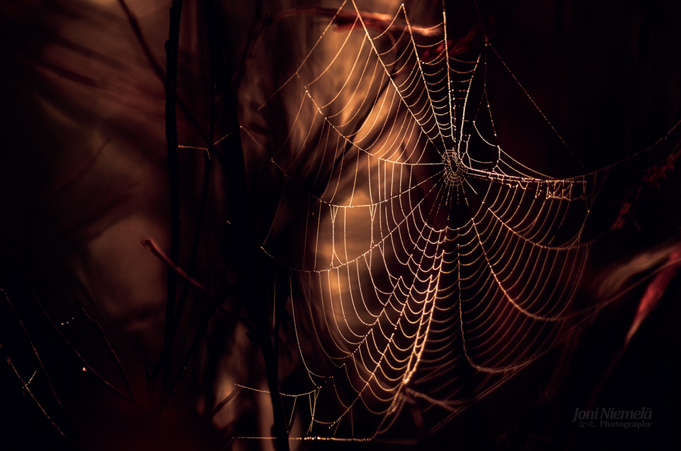 Cobweb In Shadows