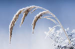 Frosty Hay by JoniNiemela