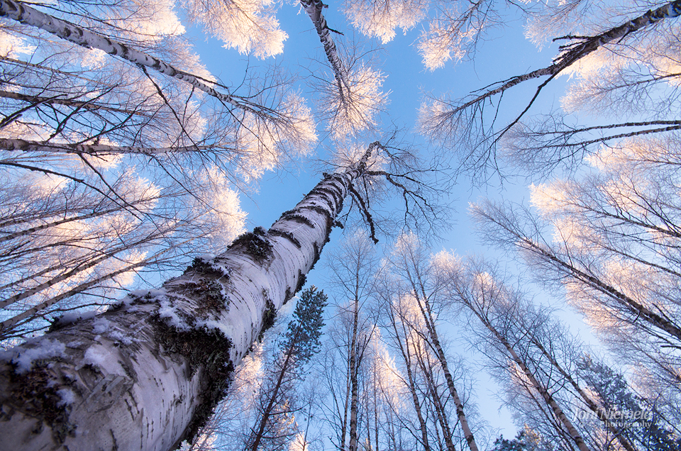 White Treetops