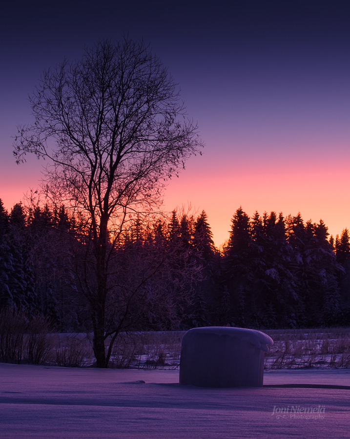 Hay Bale And The Tree