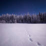 Tracks In The Moonlight