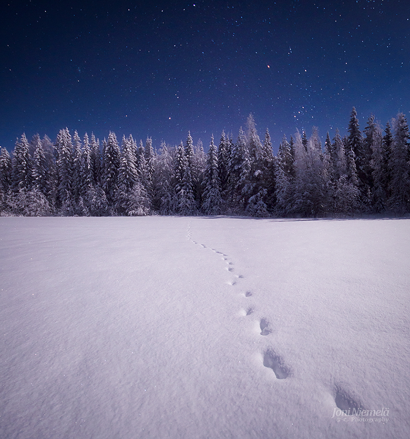 Tracks In The Moonlight