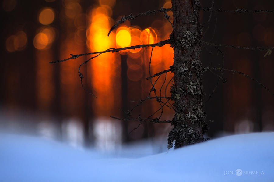 Sunset In Forest by JoniNiemela