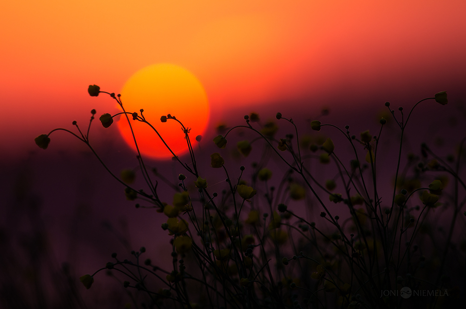 Sunset Buttercups