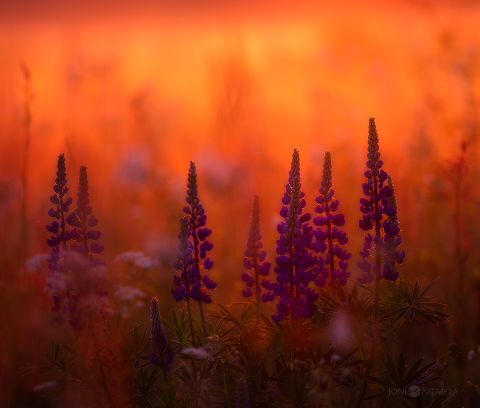 Lupines