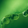 Green Droplets