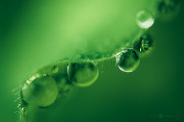 Green Droplets