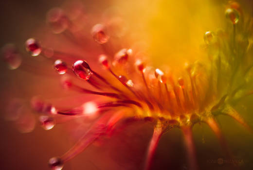 Colors Of Drosera