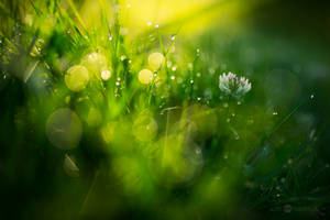 White Clover by JoniNiemela