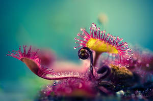 Alien Plant by JoniNiemela Alien Plant by JoniNiemela